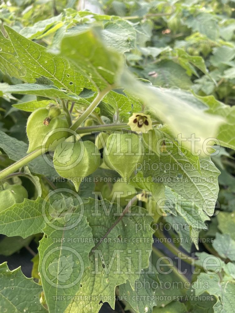 Physalis Golden Husk (Ground cherries) 4 