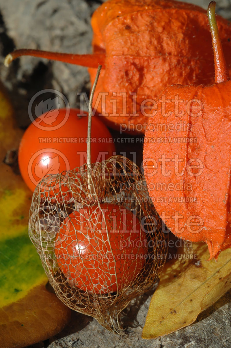 Physalis alkengi var. franchetii (Chinese lantern) 2  