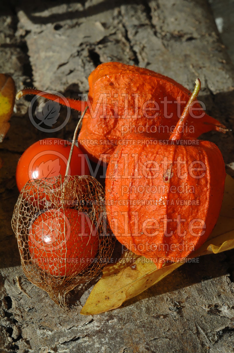 Physalis alkengi var. franchetii (Chinese lantern) 1  