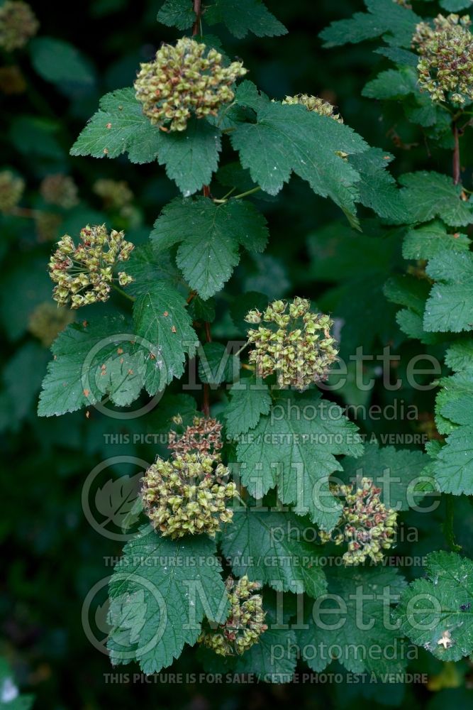 Physocarpus capitatus (Ninebark) 1