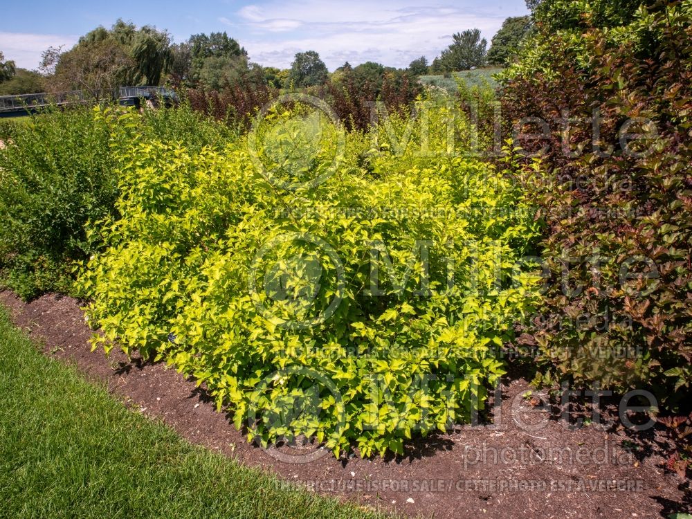 Physocarpus Dart's Gold (Ninebark) 13 