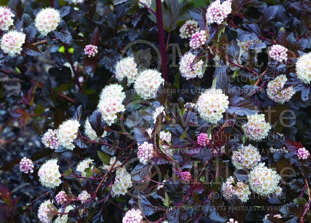 Physocarpus Little Devil aka Donna May (Ninebark) 17 