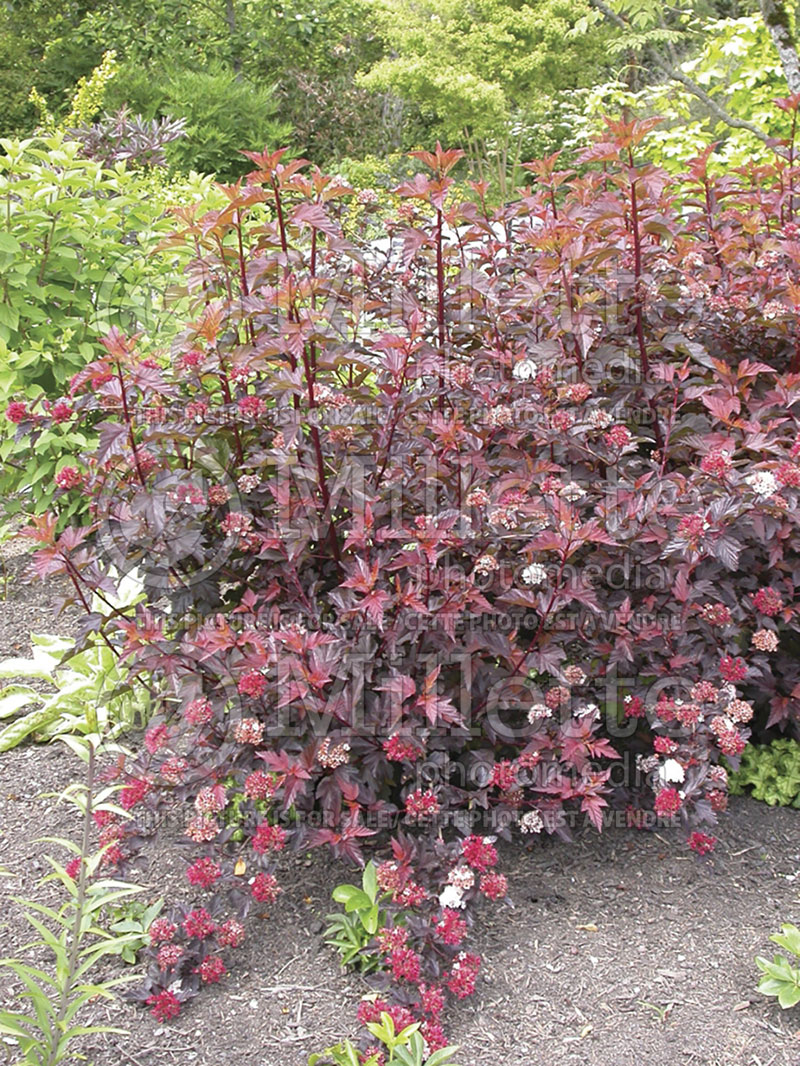 Physocarpus Little Devil aka Donna May (Ninebark) 5 