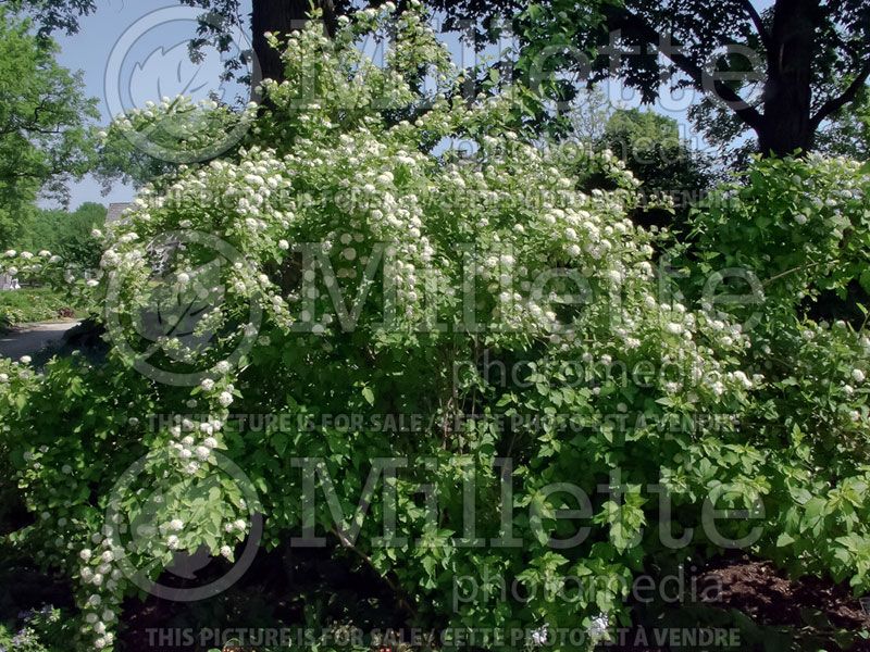 Physocarpus Aurea (Ninebark) 3 