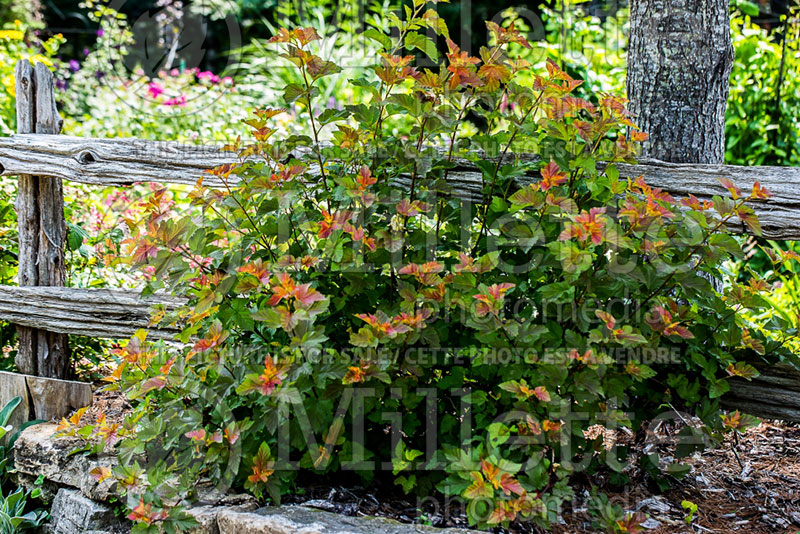 Physocarpus Amber Jubilee aka Jefam (Ninebark) 3