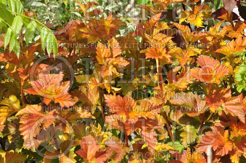 Physocarpus Amber Jubilee aka Jefam (Ninebark) 7 