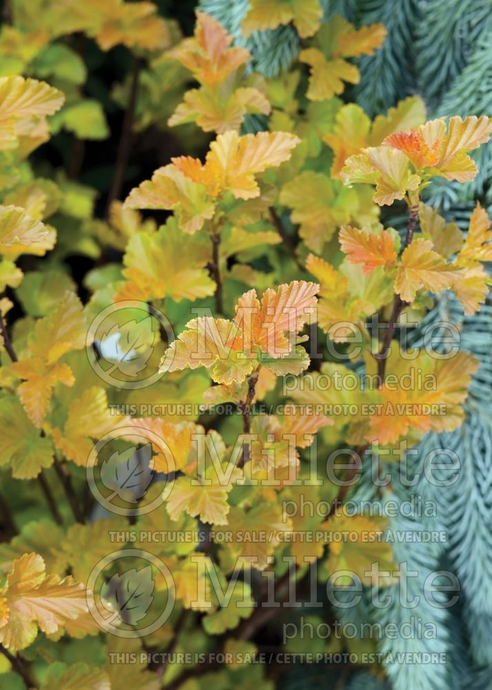 Physocarpus Amber Jubilee aka Jefam (Ninebark) 14 