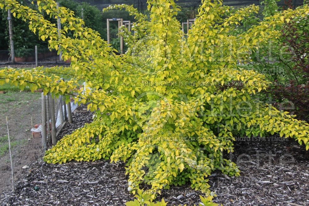 Physocarpus Angel Gold aka Minange (Ninebark) 2 