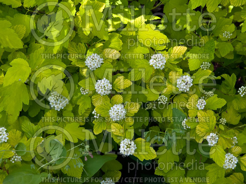 Physocarpus Aurea (Ninebark) 1 