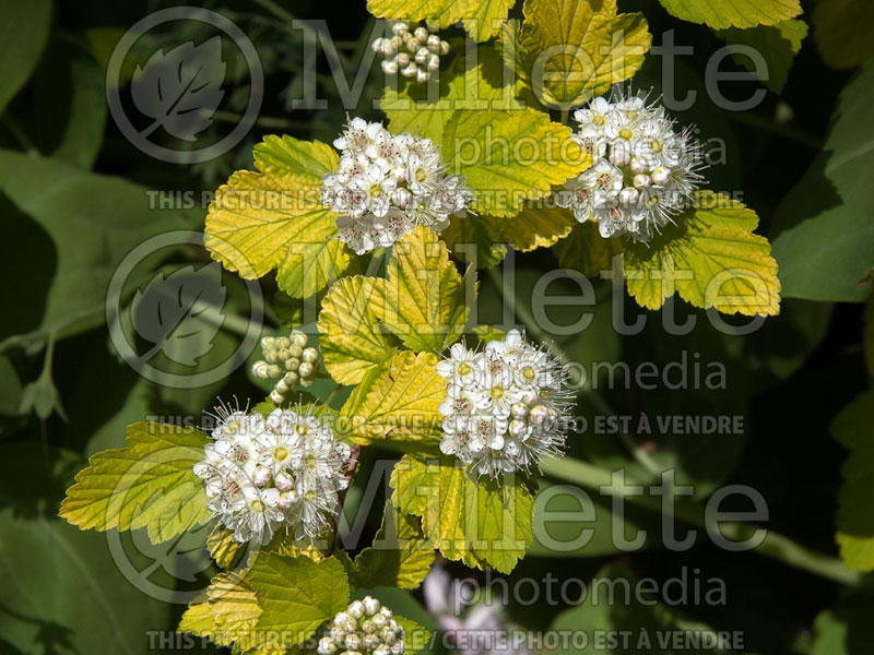 Physocarpus Aurea (Ninebark) 2 