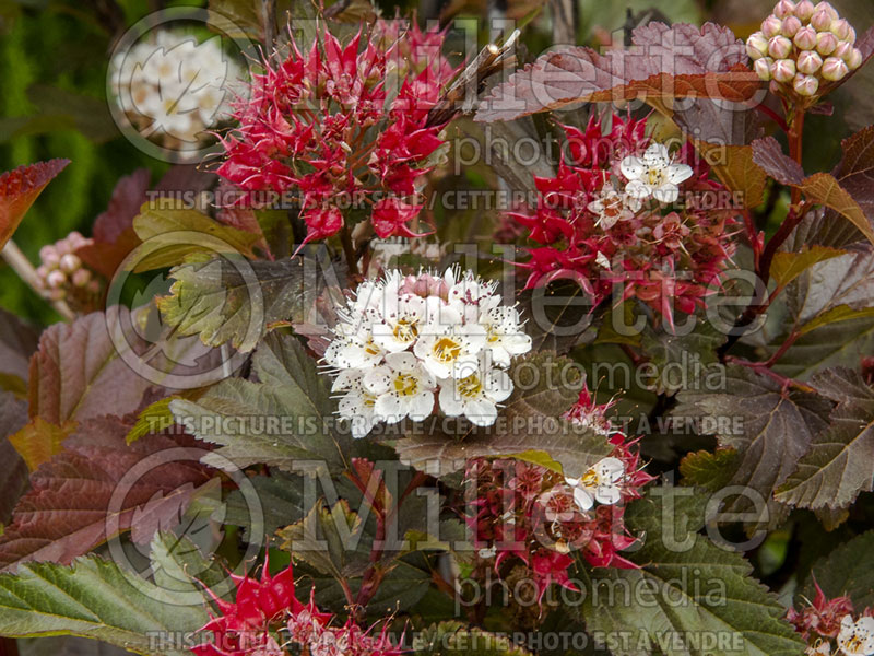 Physocarpus Center Glow (Ninebark) 5 