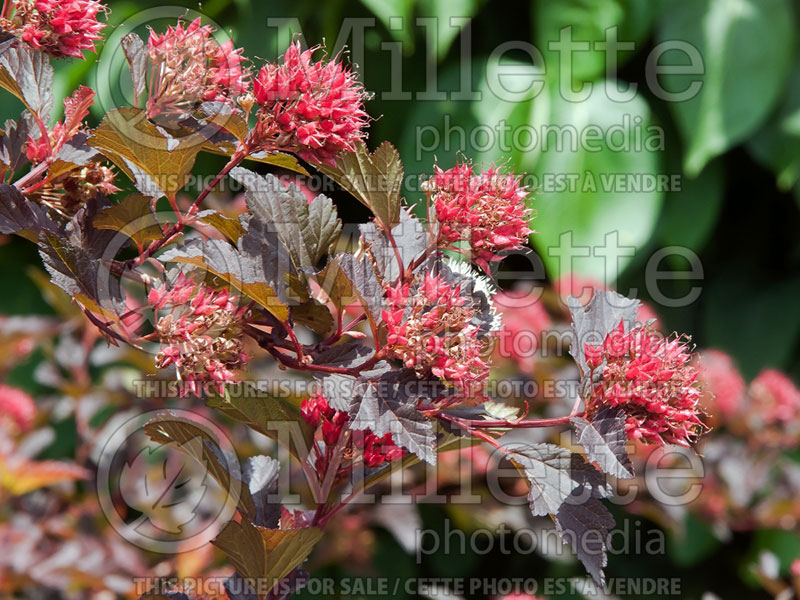 Physocarpus Center Glow (Ninebark) 2 