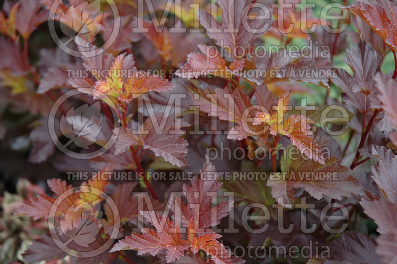 Physocarpus Center Glow (Ninebark) 1 