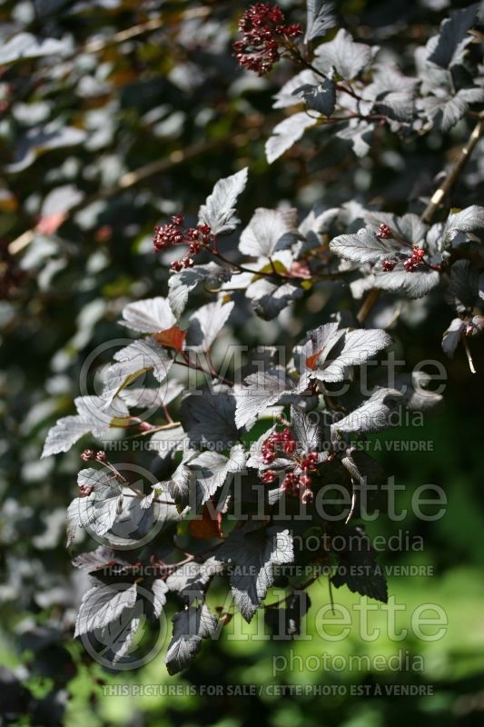 Physocarpus Diablo aka Monlo aka Diabolo (Ninebark) 2 