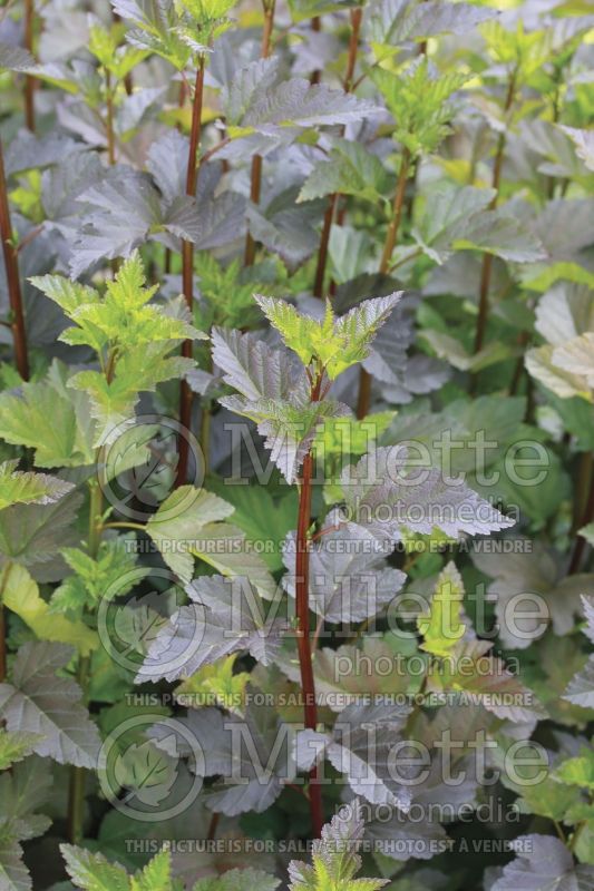 Physocarpus Diablo aka Monlo aka Diabolo (Ninebark) 5