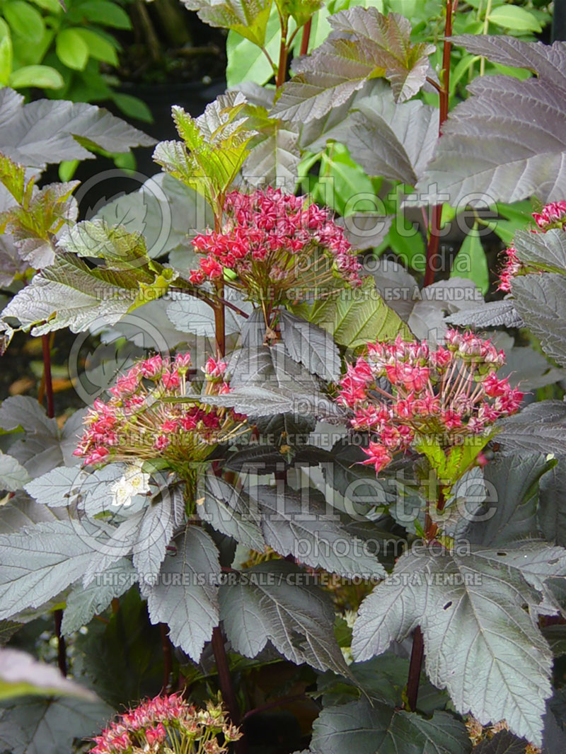 Physocarpus Diablo aka Monlo aka Diabolo (Ninebark) 13