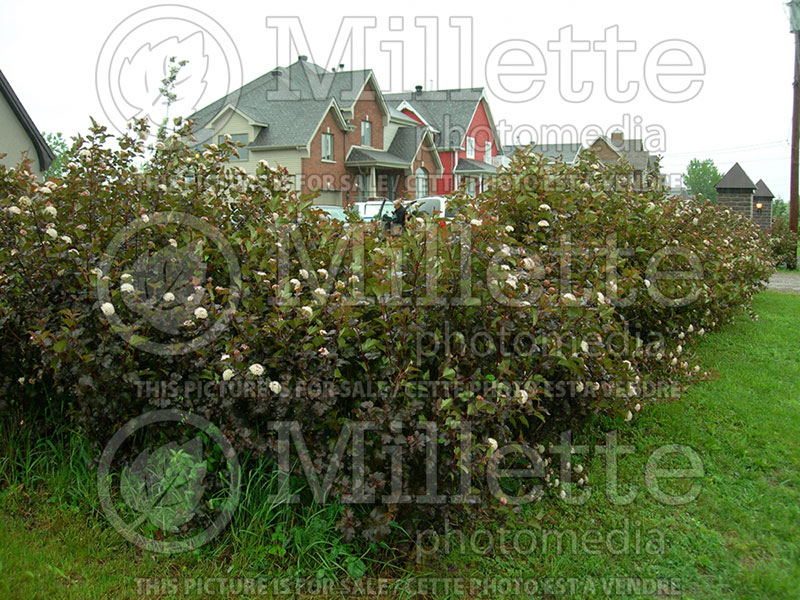 Physocarpus Diablo aka Monlo aka Diabolo (Ninebark) 7