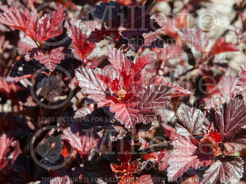 Physocarpus Lady in Red aka Tuilad (Ninebark) 2 