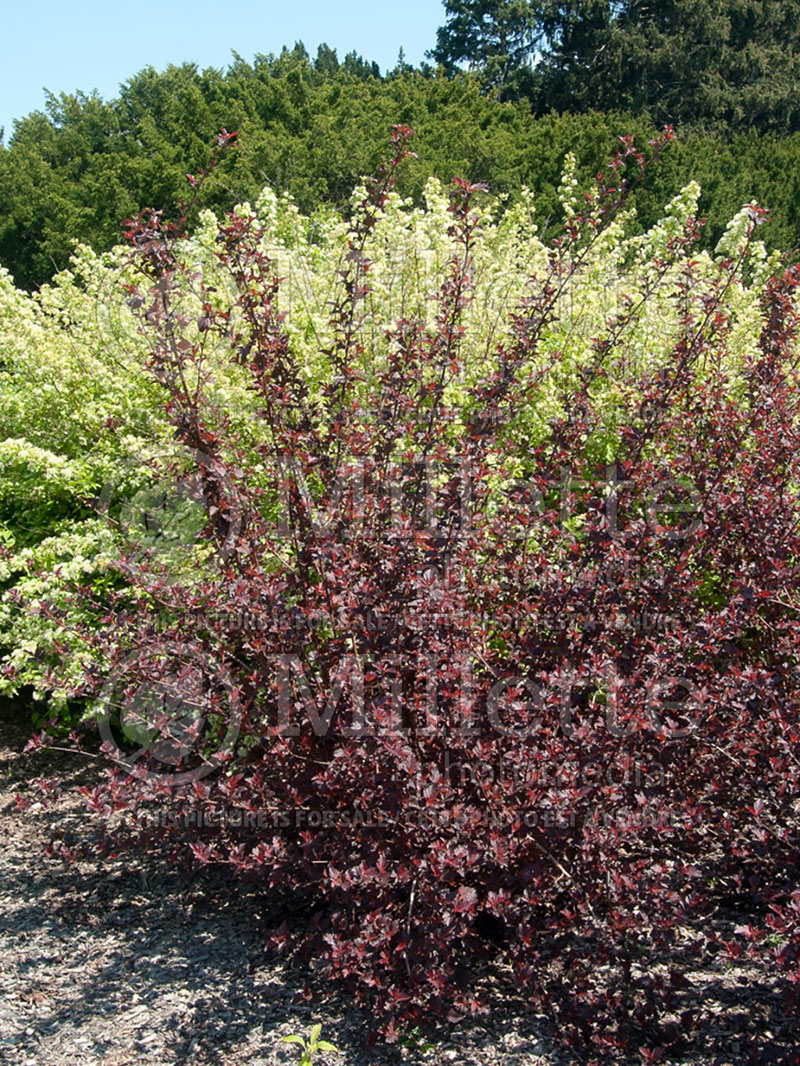 Physocarpus Lady in Red aka Tuilad (Ninebark) 1 