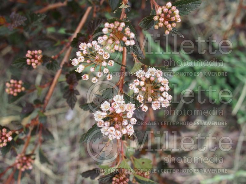 Physocarpus Little Devil aka Donna May (Ninebark) 10 