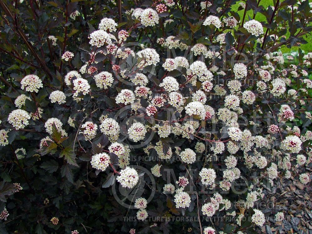 Physocarpus Little Devil aka Donna May (Ninebark) 14 