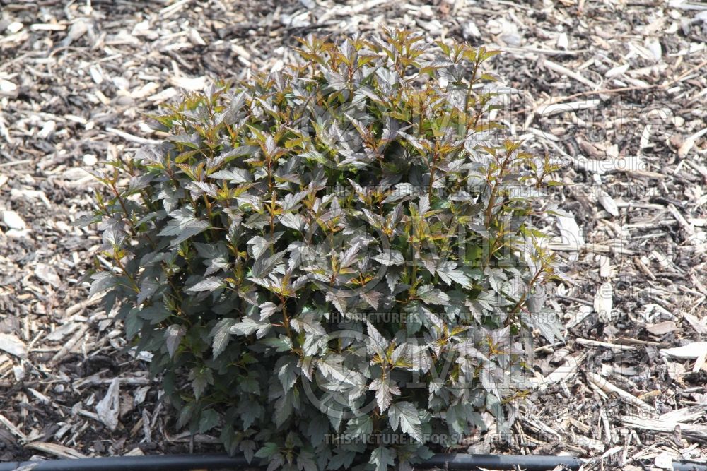 Physocarpus Little Joker aka Hoogi021 (Ninebark) 1