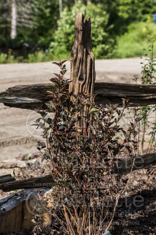 Physocarpus Red Baron (Ninebark) 2 