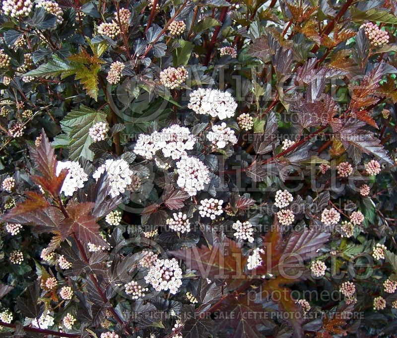 Physocarpus Red Baron (Ninebark) 1 