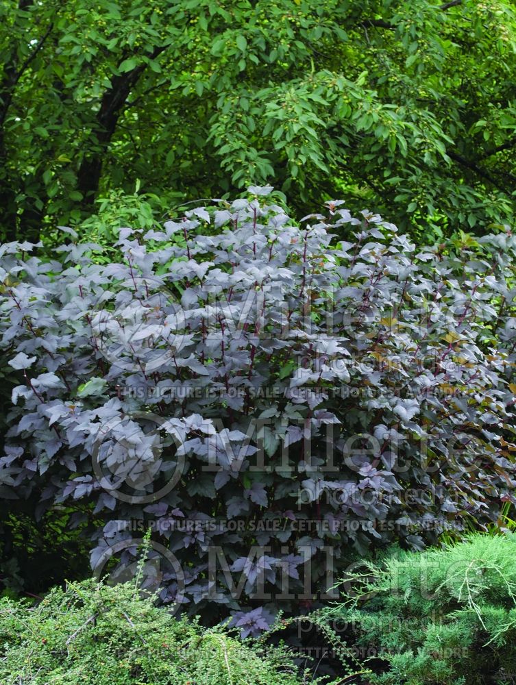 Physocarpus Satin Chocolate (Ninebark) 1 