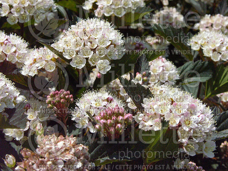 Physocarpus Summer Wine or Seward (Ninebark) 5 