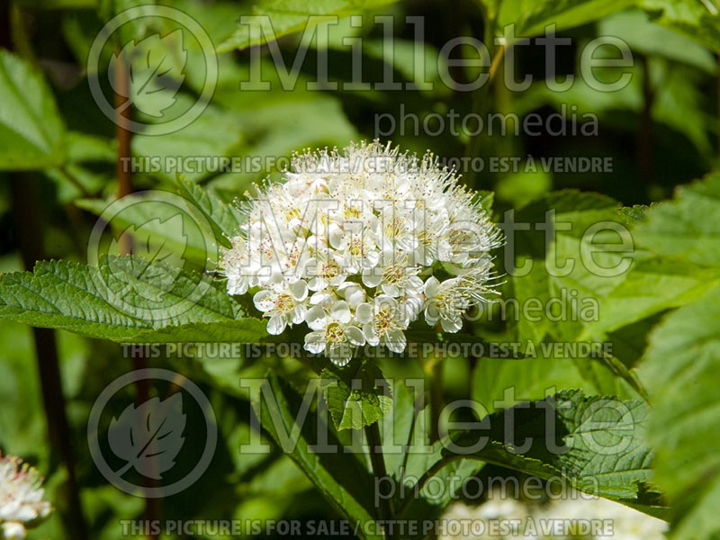 Physocarpus Snowfall (Ninebark) 1 