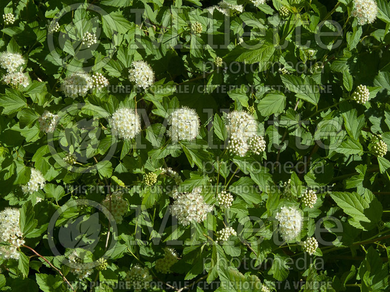 Physocarpus Snowfall (Ninebark) 2