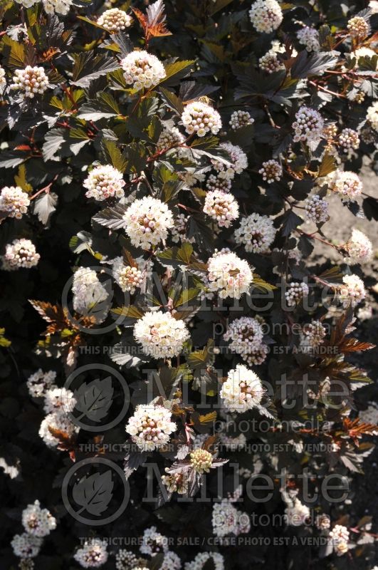 Physocarpus Summer Wine or Seward (Ninebark) 9 