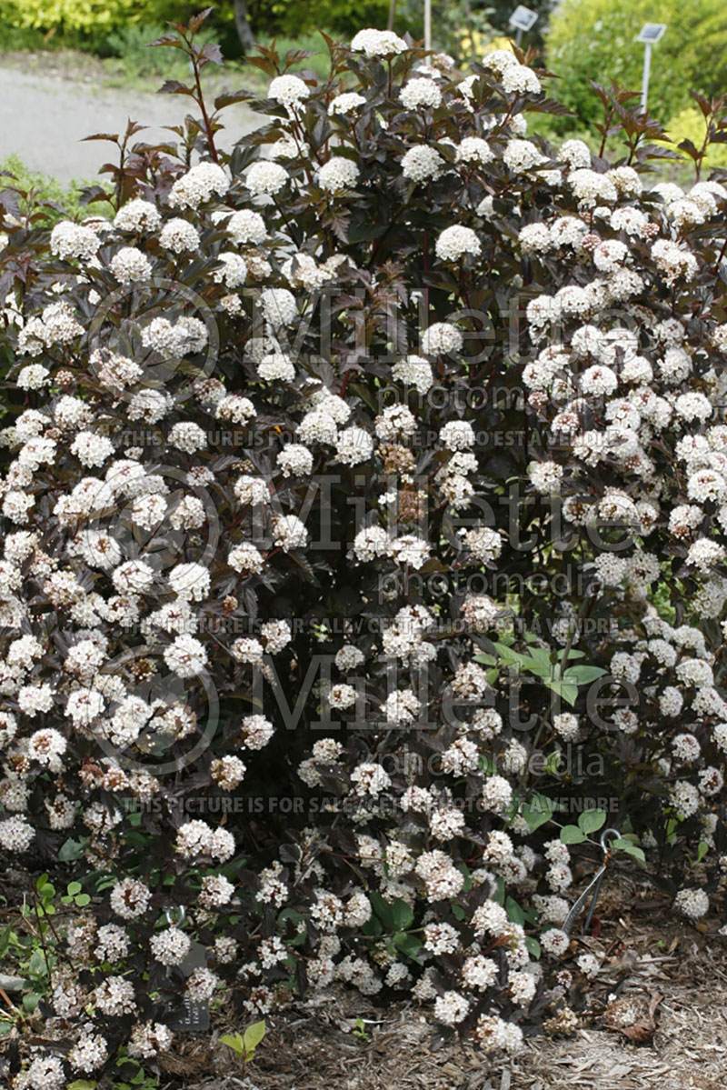 Physocarpus Summer Wine or Seward (Ninebark) 6 