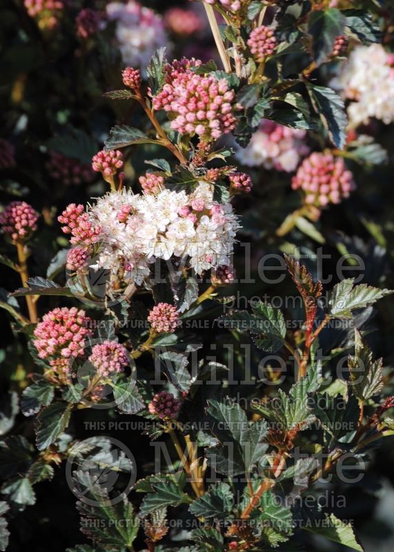 Physocarpus Tiny Wine (Ninebark) 1 