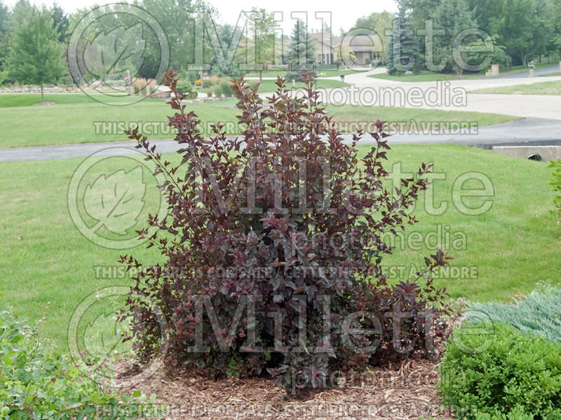 Physocarpus Summer Wine or Seward (Ninebark) 2 