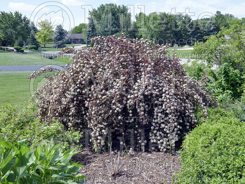 Physocarpus Summer Wine or Seward (Ninebark) 1 