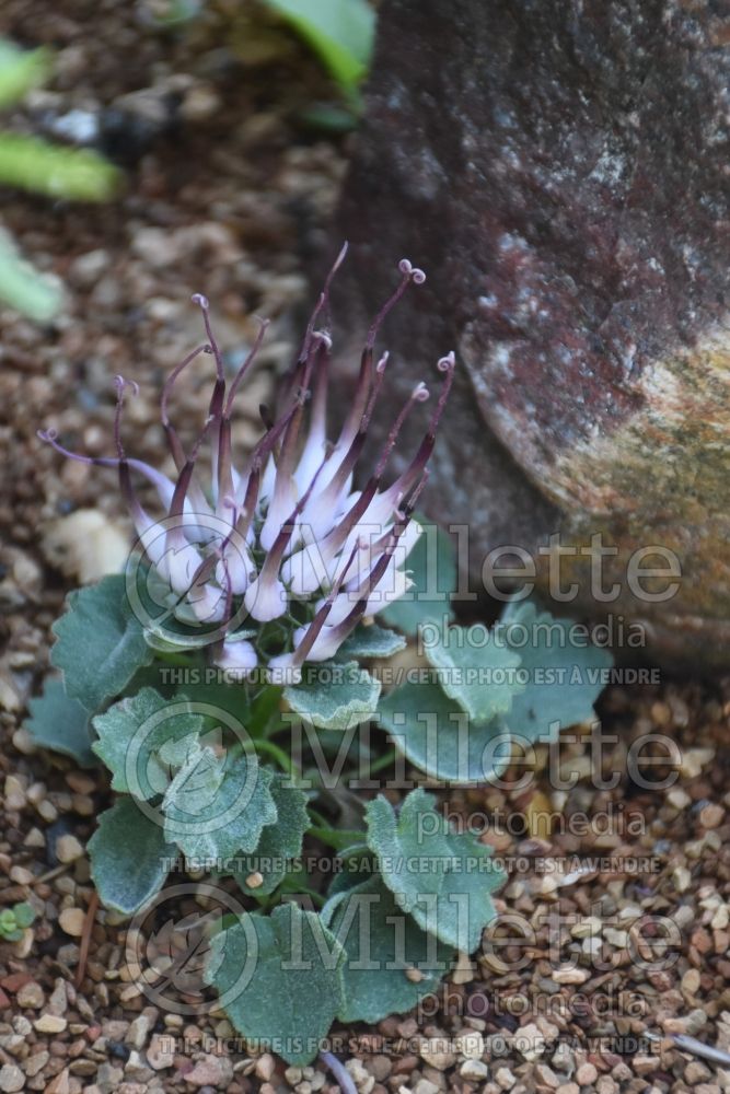 Physoplexis comosa (horned rampion) 1