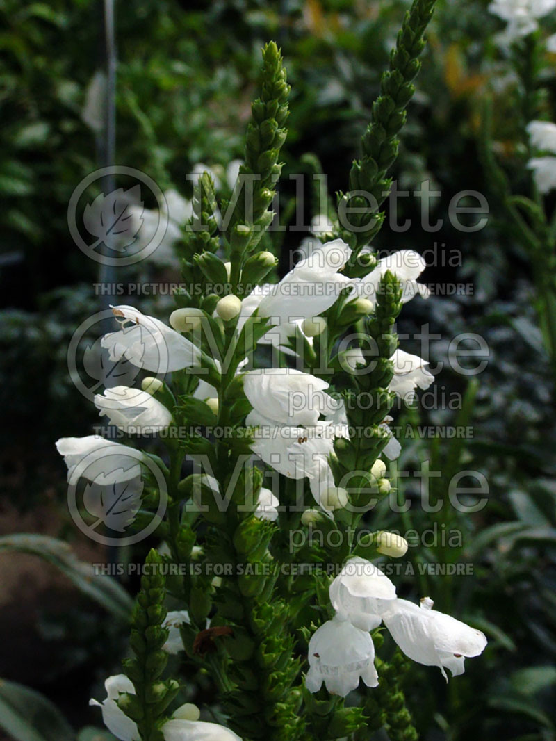 Physostegia Summer Snow (Obedient Plant) 2 