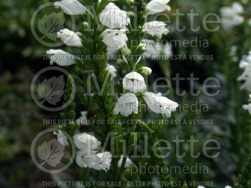 Physostegia Summer Snow (Obedient Plant) 3 