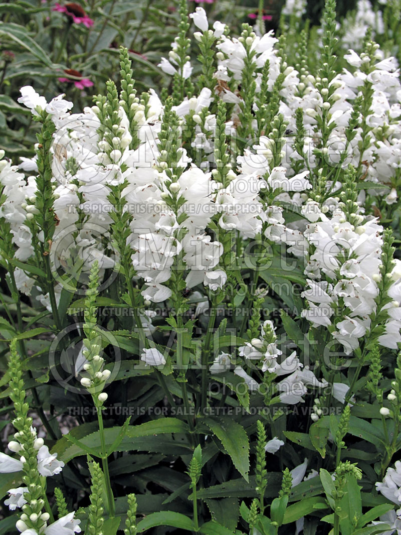 Physostegia Summer Snow (Obedient Plant) 1 