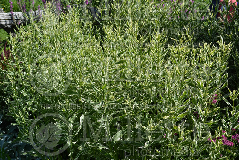 Physostegia Variegata (Obedient Plant) 1  