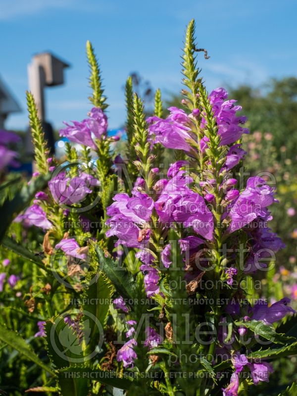 Physostegia Vivid (Obedient Plant) 1 