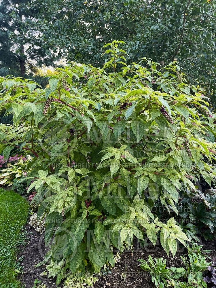 Phytolacca Silberstein (Indian Poke) 4 