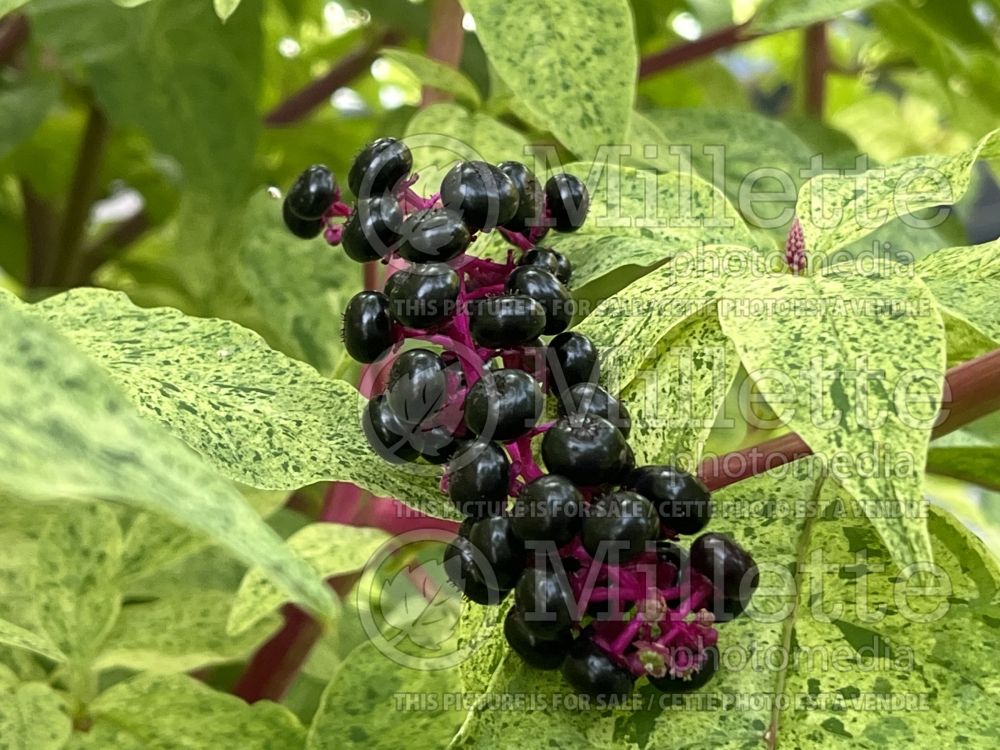 Phytolacca Silberstein (Indian Poke) 5 