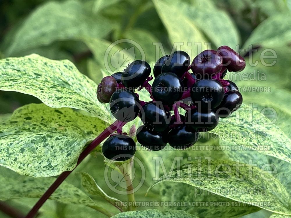 Phytolacca Silberstein (Indian Poke) 6 