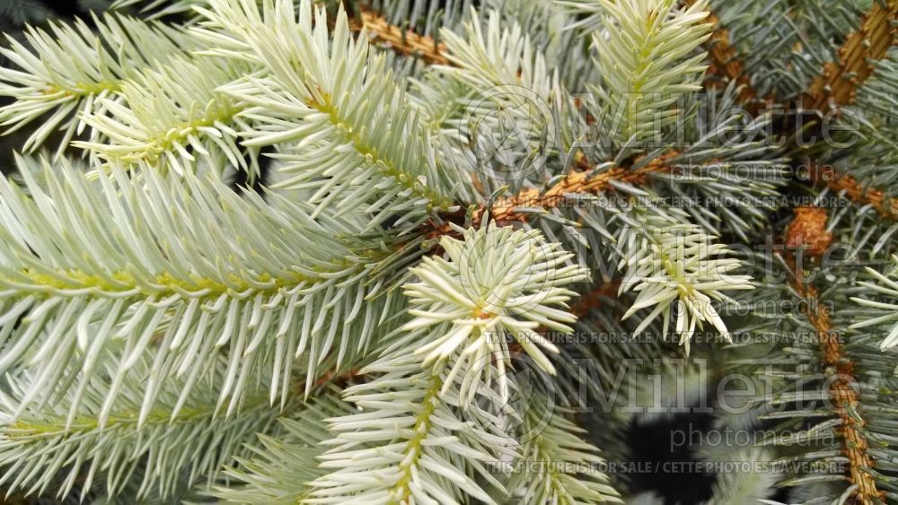 Picea Edith (Serbian spruce Mountain Spruce conifer - épinette) 1 