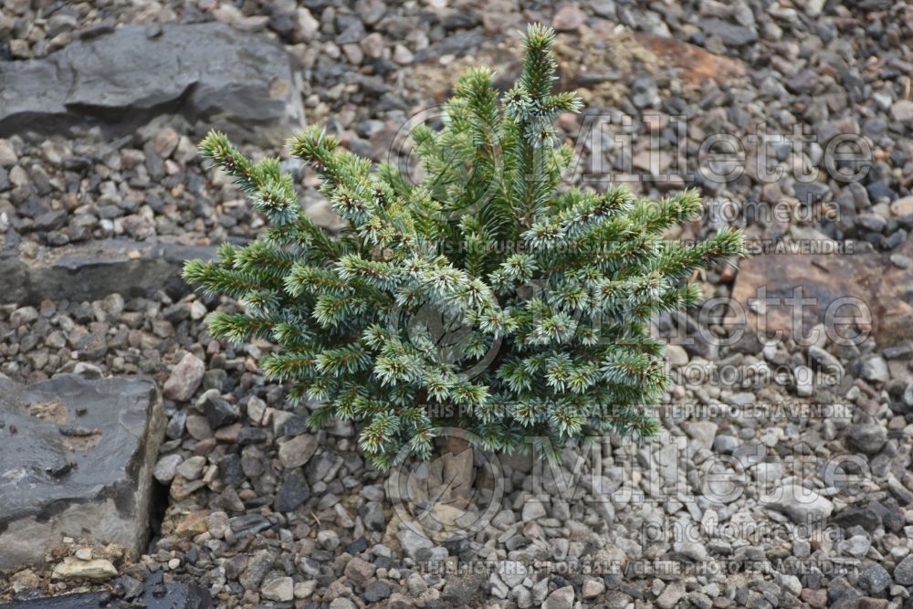 Picea Pimoko (Norway spruce conifer - épinette) 9