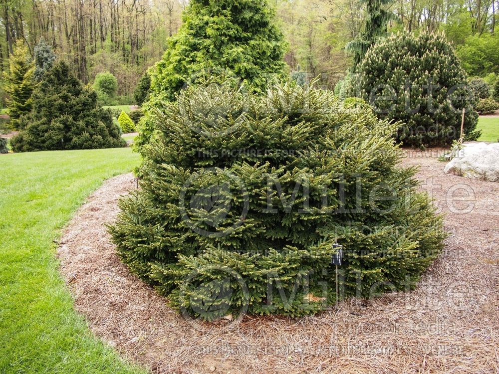 Picea Barnes (Oriental Spruce conifer) 2