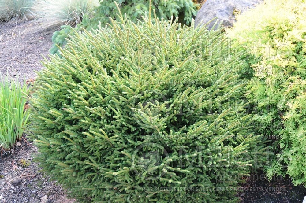 Picea Barnes (Oriental Spruce conifer) 3